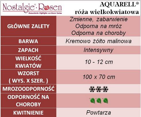 Aquarell róże wielkokwiatowe gł. zal.